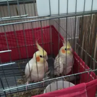 عروس هلندی