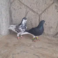 شهری یال سیاه