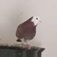 دوتا کفتر .نر