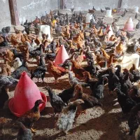 نیمچه مرغ و خروس|حیوانات مزرعه|تبریز, |دیوار