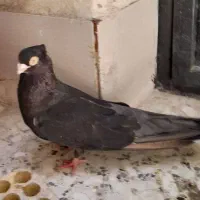 نر چشنوک صرب
