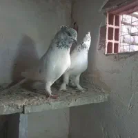 باشی سپه|پرنده|اردبیل, |دیوار