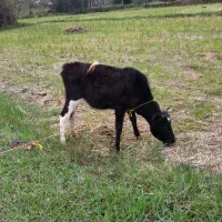 لیشه
