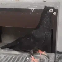 سیاه واکسی|پرنده|مسجد سلیمان, |دیوار