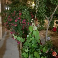 حیاط ویلایی در شیخ حسن