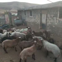 گوسفند نر|حیوانات مزرعه|هرسین, |دیوار