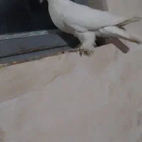 کبوتر سفید پا پری|پرنده|شاهین دژ, |دیوار