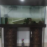 آکواریوم|ماهی|گرگان, |دیوار
