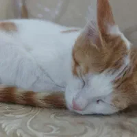 گربه|گربه|مشهد, نوده|دیوار