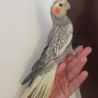 عروس‌هلندی ماده