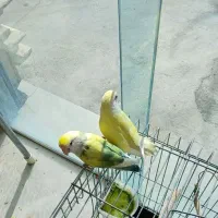 کوتوله برزیلی