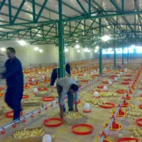 احداث مرغداری (مرغداران بخونن)