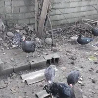 فروش بوقلمون به صورت کلی وتکی|حیوانات مزرعه|رضوانشهر, |دیوار