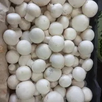 خریدار قارچ