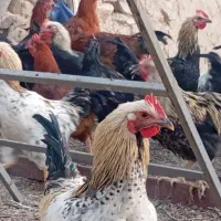 فروش خروس و وار|حیوانات مزرعه|خنداب, |دیوار