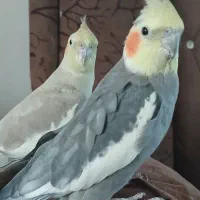 عروس هلندی اهلی ومعمولی تخم کرده