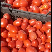 گوجه فرنگی درجه یک