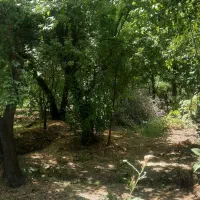 فروش فوری باغ در روستای کله دشت ساوه
