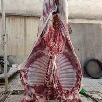 گوسفند زنده سلاخ گوسفند گوساله گاودرمحل تمام تهران