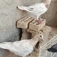 کبوتر