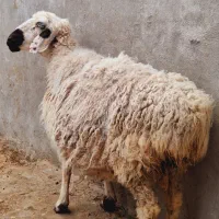 فروش یک عدد گوسفند آبستن سه قلو زا