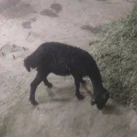 بره مناسب قربانی
