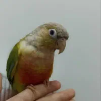 فروش گرینچیک آناناسی