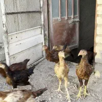 نیمچه لاری درجه یک