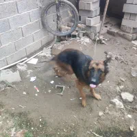 فروش سگ ژرمن|سگ|هادی شهر, |دیوار