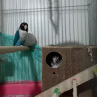 طوطی برزیلی مولدجفت فیشر ابی نقابدار