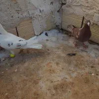 کبوتر صید|حیوانات|اسفراین, |دیوار