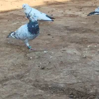 کبوتر پرشی زوردار