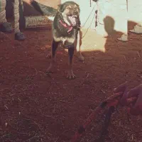 فروش سگ نگهبان