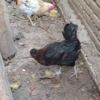 مرغ سیاه محلی و تخم گذار