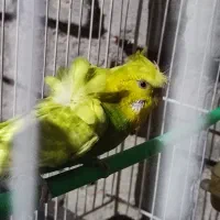 پرنده|پرنده|فردوس (خراسان), |دیوار