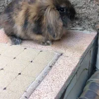 خرگوش لوپ نر خوشکل|موش و خرگوش|ارومیه, |دیوار