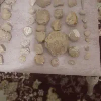 سنگ واره یا فسیل