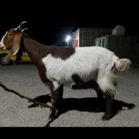 مری چاق چله بفروش میرسه