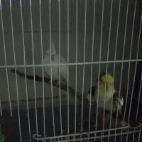 عروس هلندی مولد