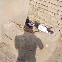 سینه سیاه