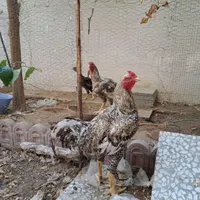 فروش مرغ و خروس لاری|حیوانات مزرعه|بندر کنگان, |دیوار