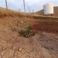 ۶۵۰ متر درختکاری با آب چشمه