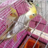 نر ماده|پرنده|سراوان, |دیوار