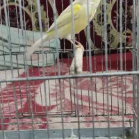 قناری ماده سوپر|پرنده|ابریشم, |دیوار