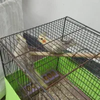 عروس هلندی|پرنده|پارس‌آباد, |دیوار