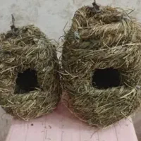 قناری ۳ماهه