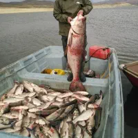 فروش ماهی طبیعی سد های ایران