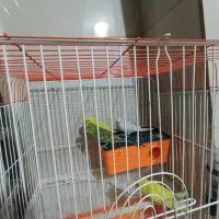 ۴ عدد مرغ عشق (۲ جفت) با قفس|پرنده|فردیس, شهرک وحدت|دیوار