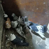 کبوتر|پرنده|شیراز, ریاستی|دیوار