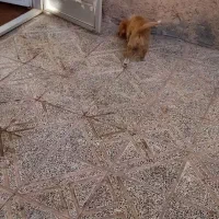 سگ اشپیتز|سگ|کرمان, |دیوار